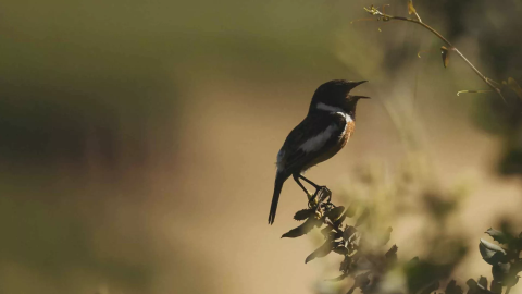 A small bird on a branch near Viceroy Ombria Algarve