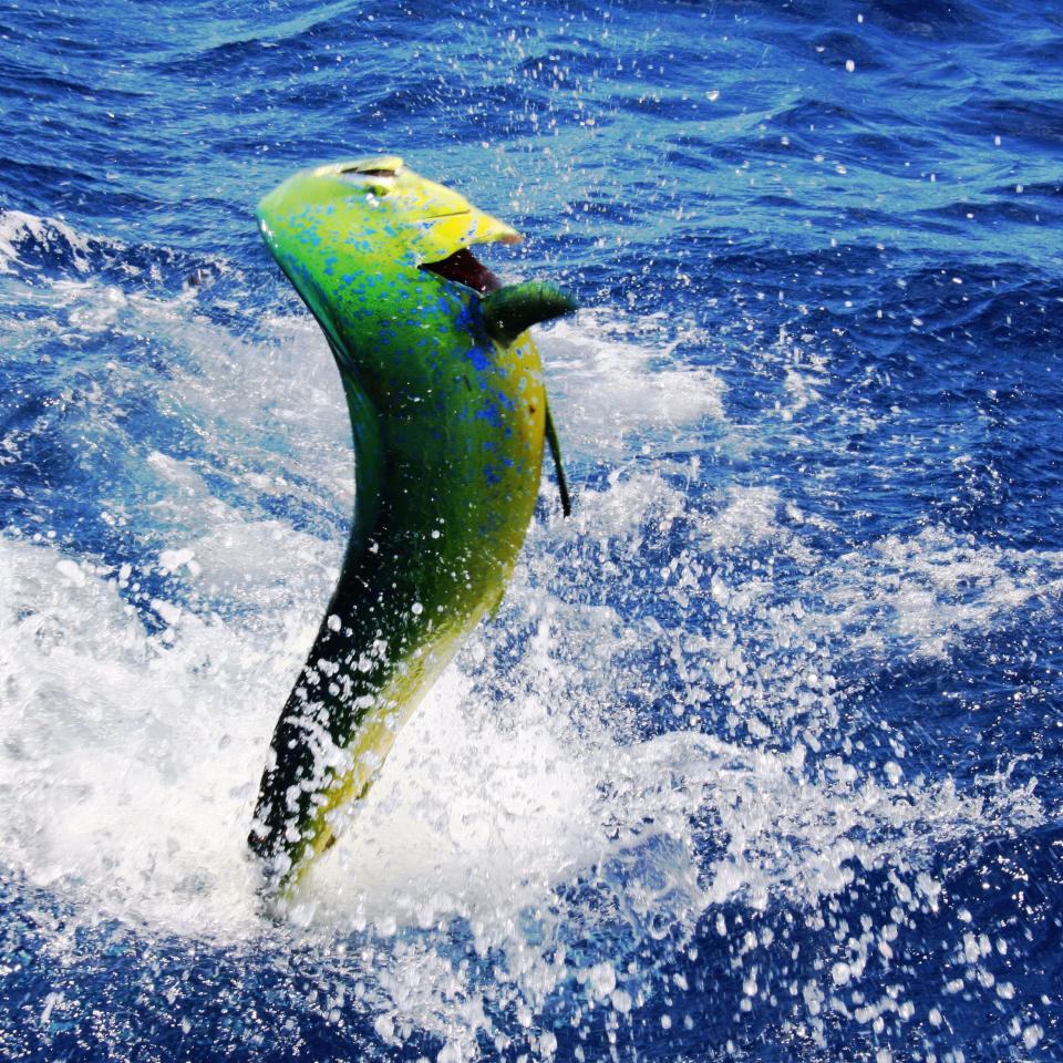 Yellow Fish - Sugar Beach Fishing & Feast