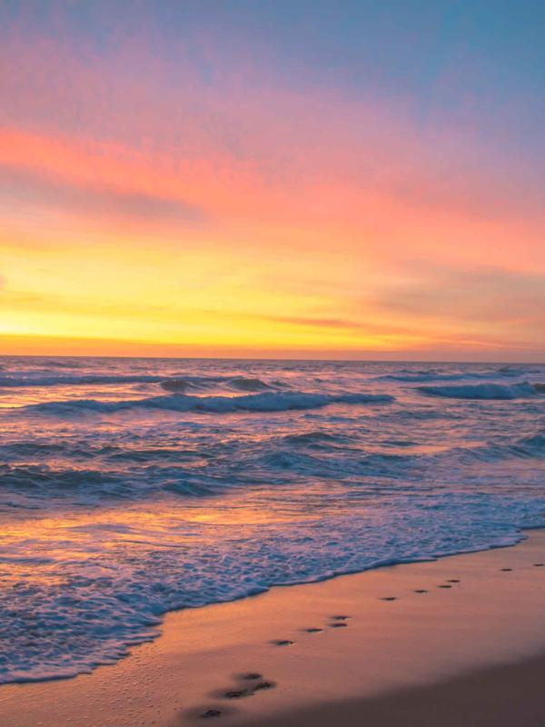 dog running on beach at sunset